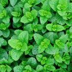 h8_Ingredient-1 Smartic